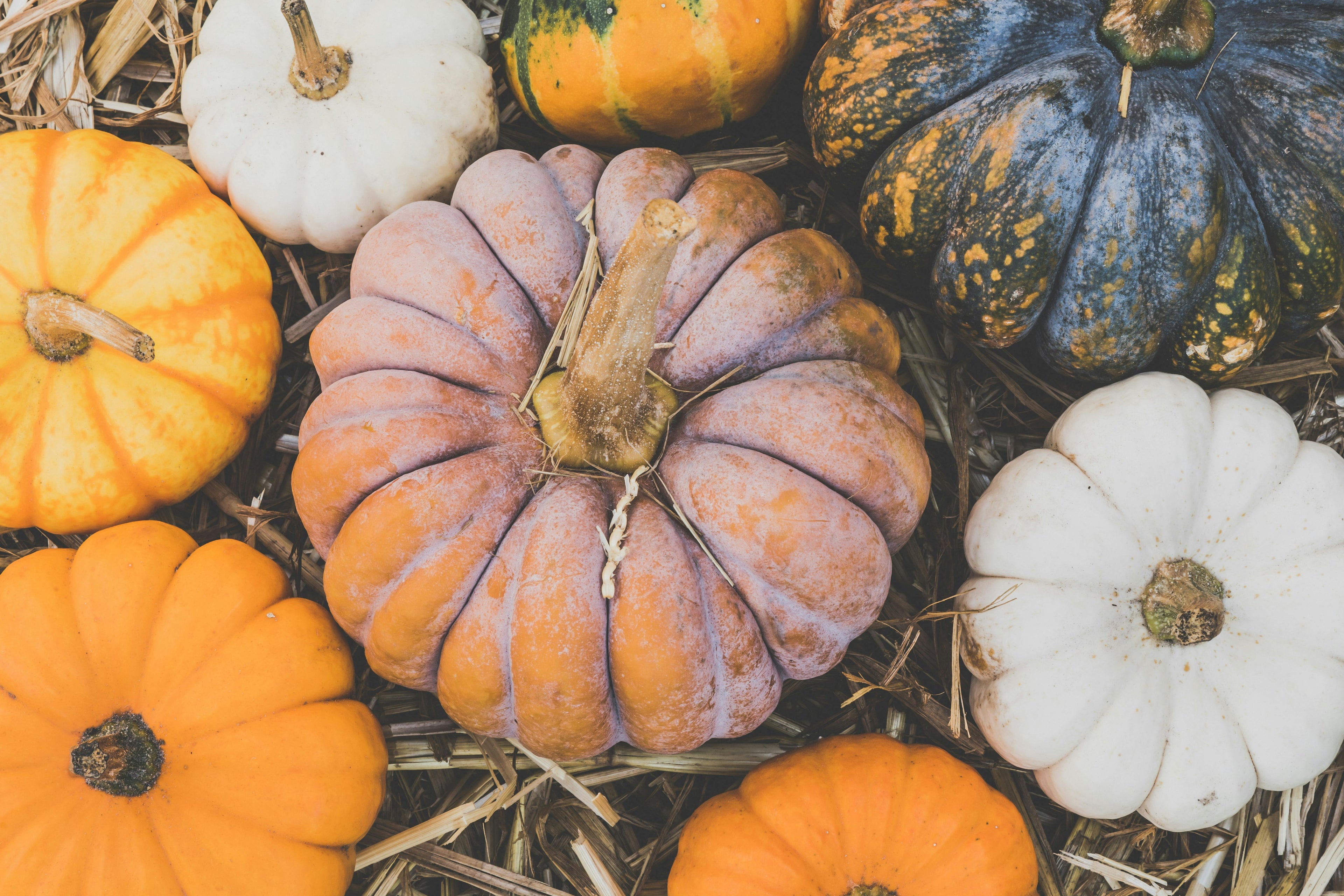 Pumpkins of various colours in straw, photographed from above.